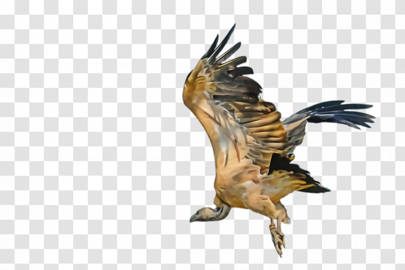 Bird Of Prey Eagle Golden Accipitridae - Kite - Beak Hawk Transparent PNG