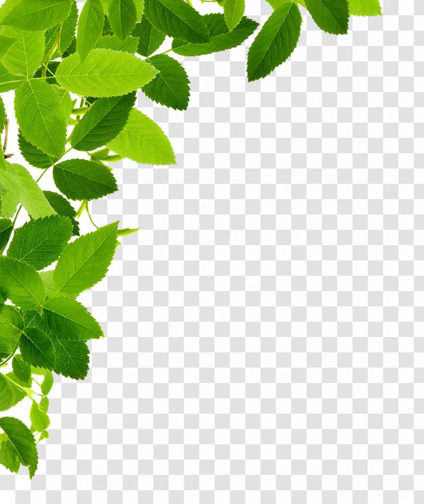 Leaf Clip Art - Branch - Leaves Transparent PNG