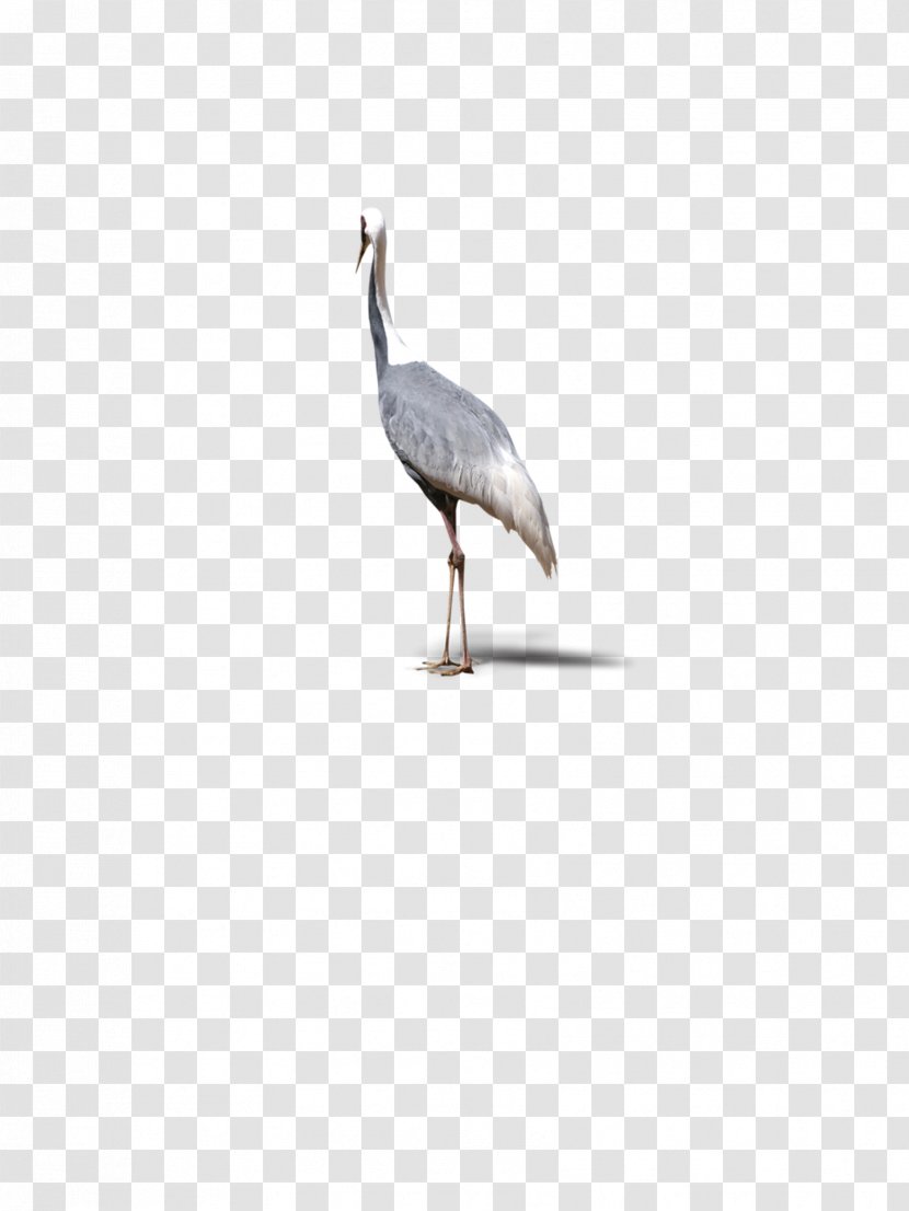 Crane Water Bird Beak Seabird - Top Single Crane, Animals, Birds Transparent PNG