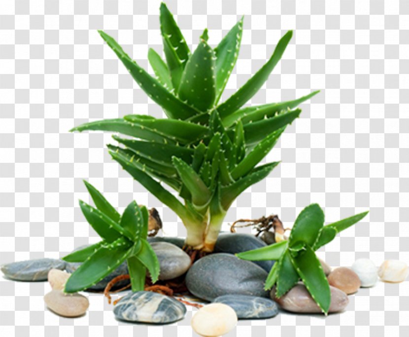 Aloe Vera Light Emodin Succulent Plant - Xanthorrhoeaceae Transparent PNG