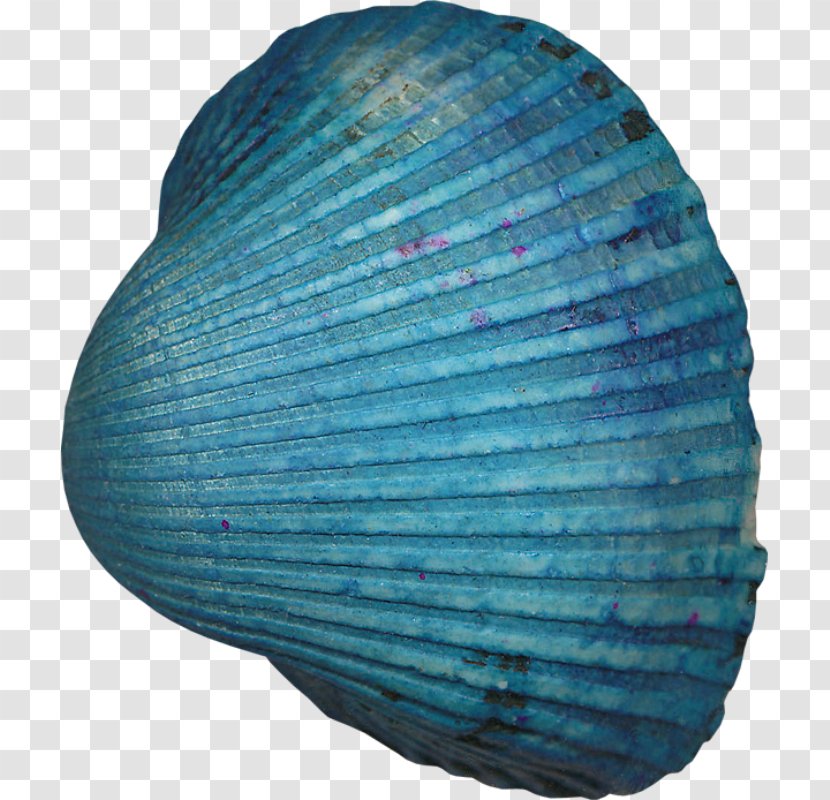 Seashell Pearl Clip Art - Sea Transparent PNG