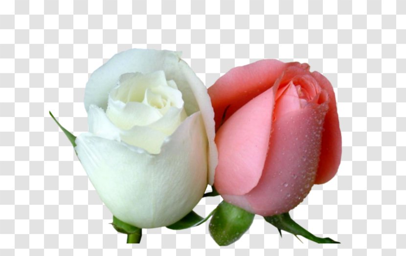 Garden Roses Desktop Wallpaper Flower Love - Close Up Transparent PNG