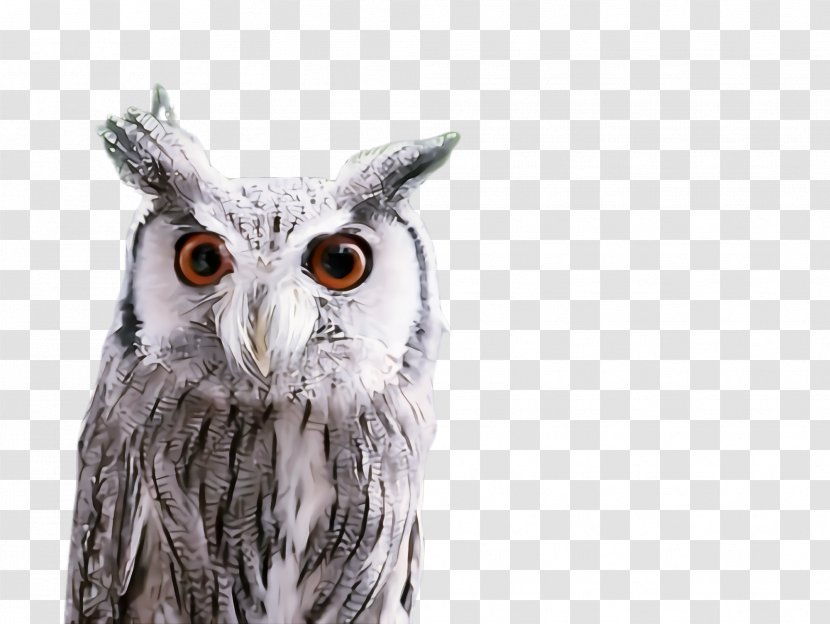 Owl Bird Of Prey Eastern Screech Beak - Wildlife - Great Horned Snowy Transparent PNG