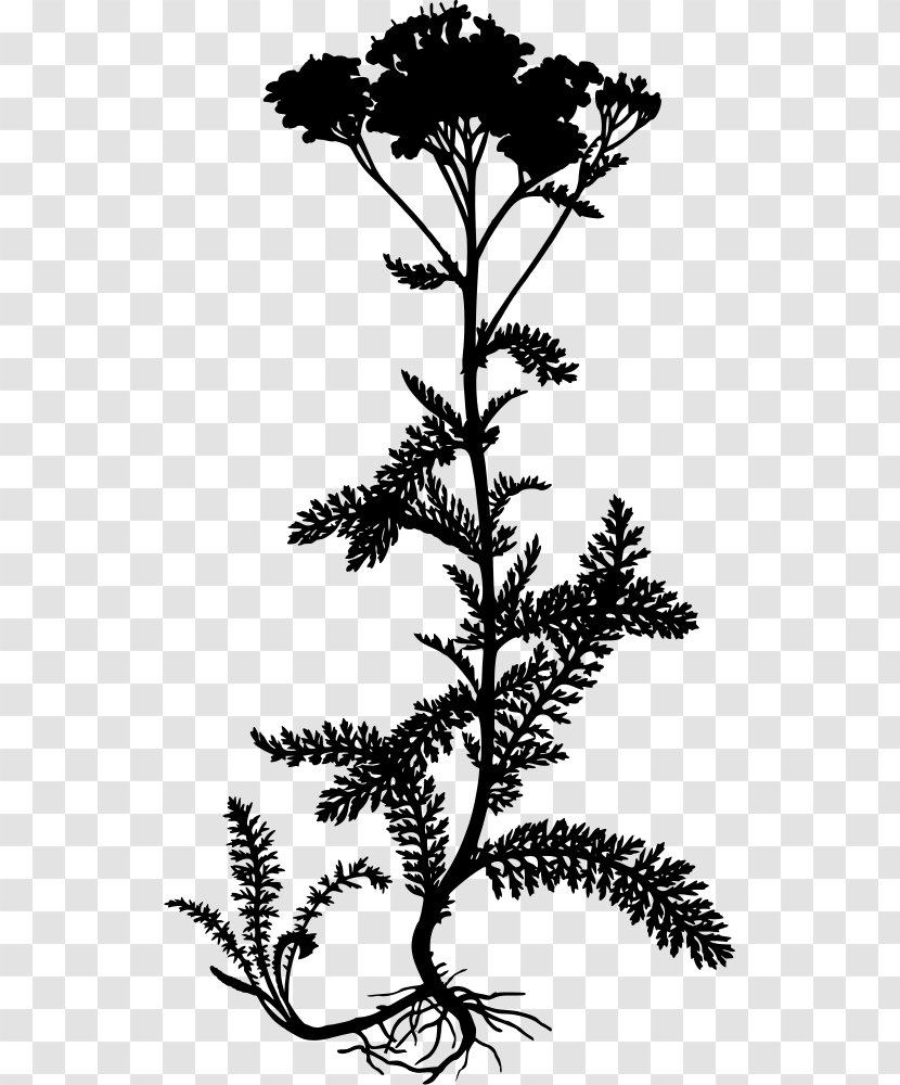 Yarrow Köhler's Medicinal Plants Daisy Family - Pine - Plant Transparent PNG