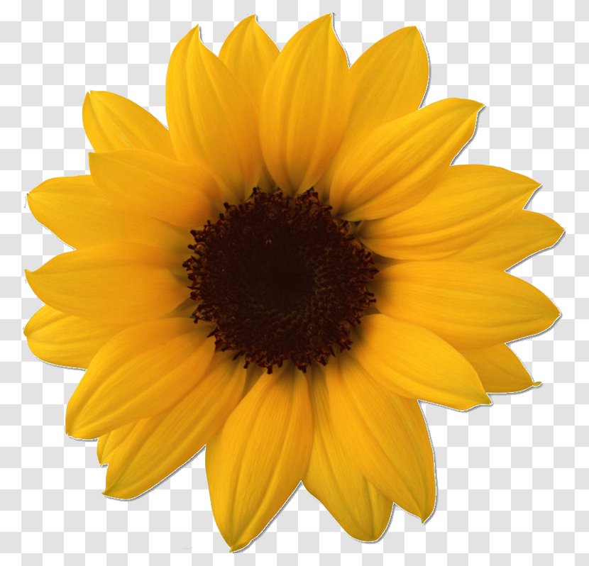 Common Sunflower Clip Art Image - Pict - Fermata Transparent PNG
