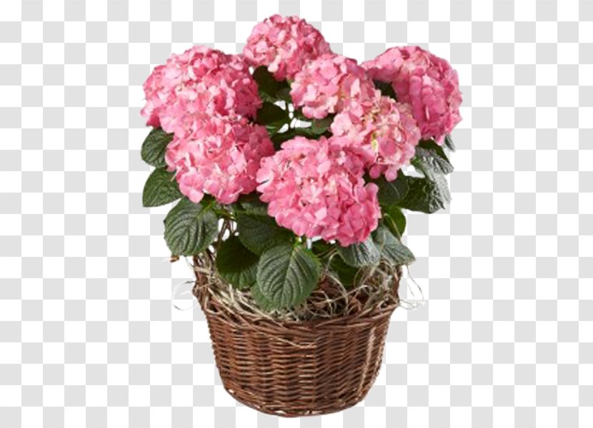 Hydrangea Switzerland Flower Floristry Interflora - Annual Plant Transparent PNG