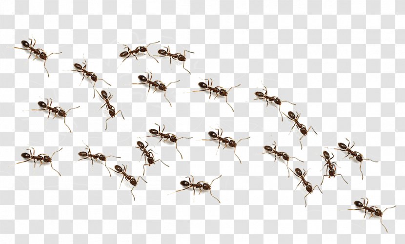 The Ants Insect - Colony Transparent PNG