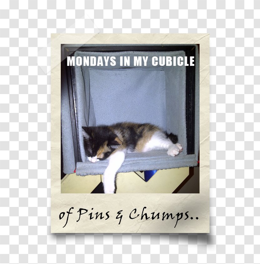 Whiskers Kitten Picture Frames Another Broken Egg Font - Photo Caption Transparent PNG