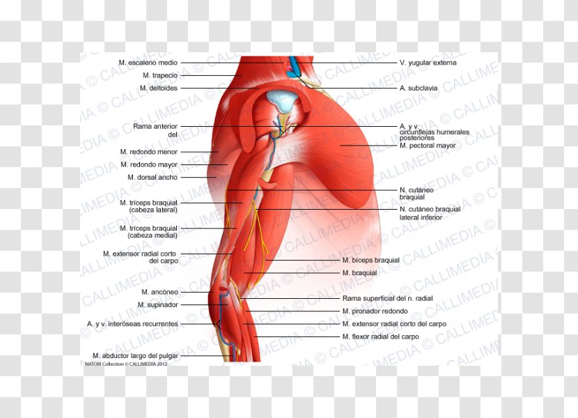 Arm Shoulder Muscle Elbow Anatomy - Tree Transparent PNG