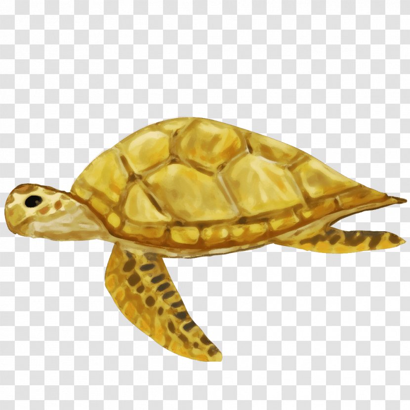 Box Turtles Sea Turtle Tortoise - Shrimp Transparent PNG