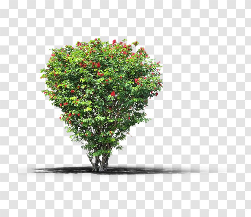 Fruit Tree Plant Transparent PNG