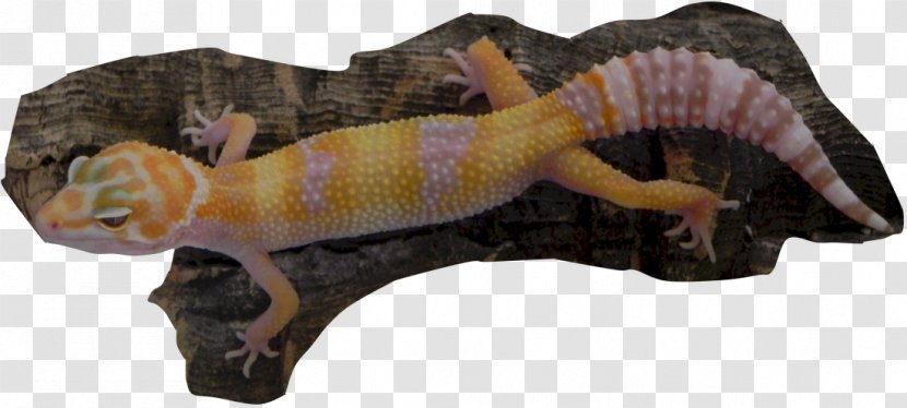 Lizard - Leopard Gecko Transparent PNG