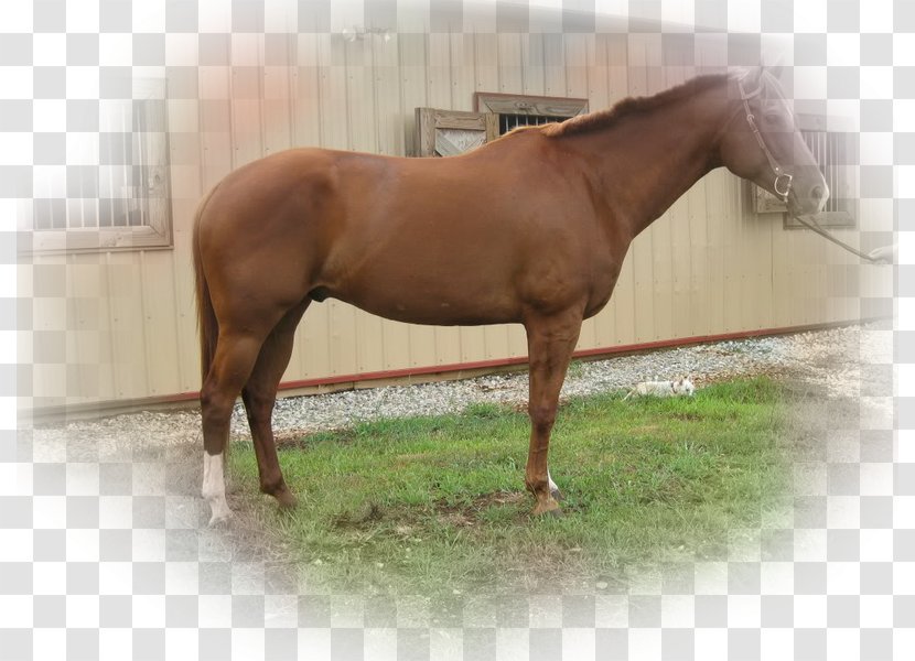 Hanoverian Horse Stallion Andalusian Mare Lusitano - Tack - Colt Transparent PNG