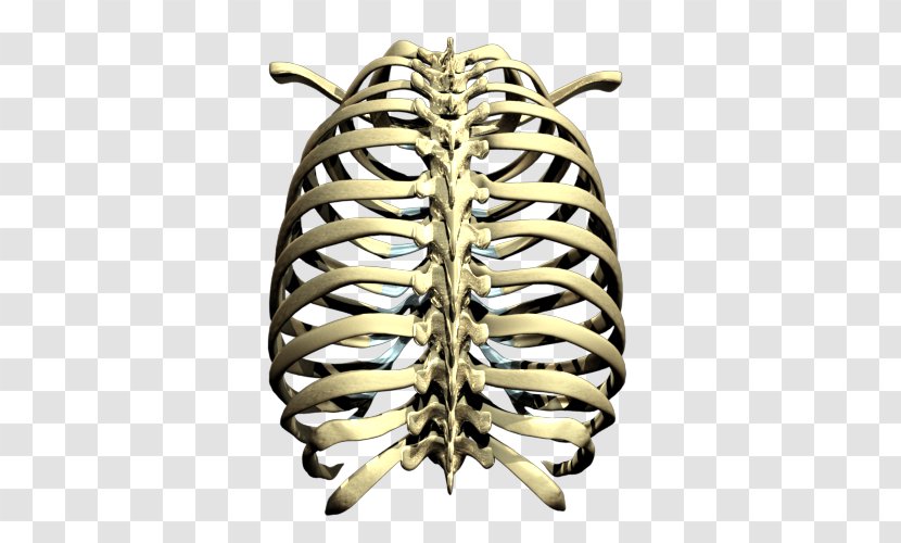 Rib Cage Skeleton - Metal - Transparent Images Transparent PNG