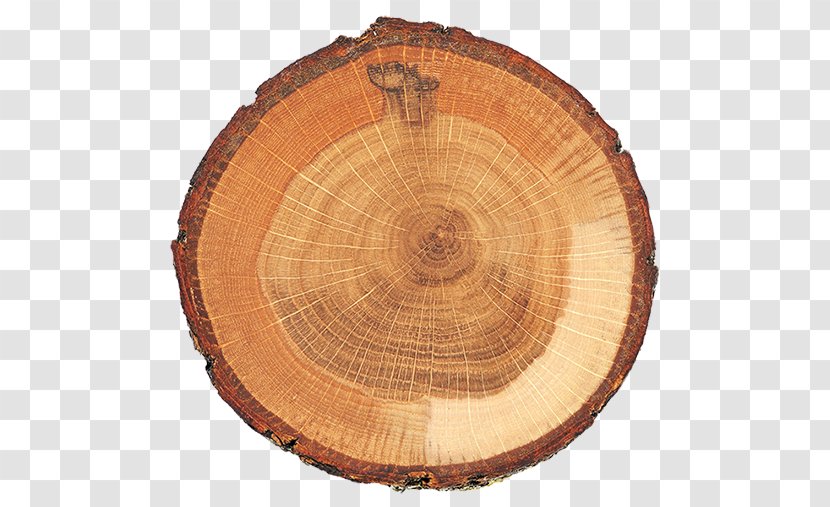 Tree Stump Trunk Wood Stock Photography Transparent PNG