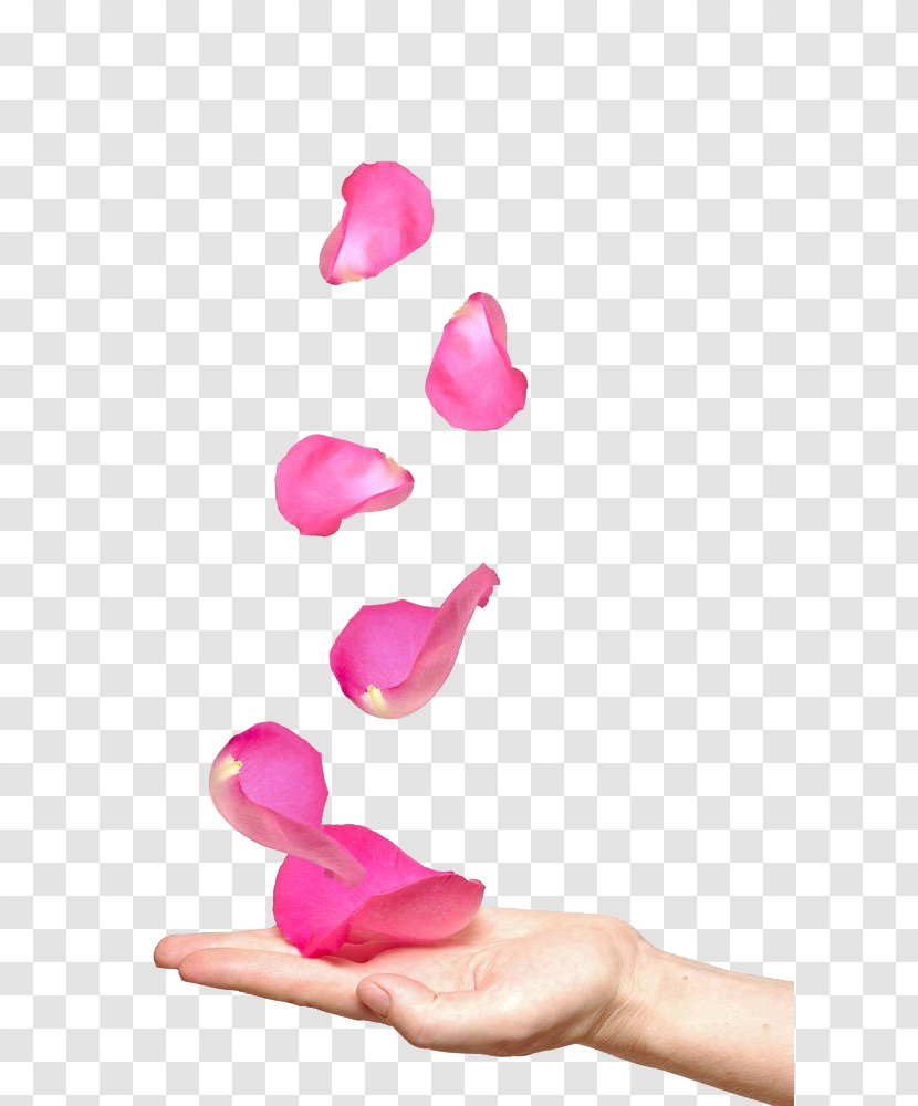 Rose Stock Photography Petal Royalty-free Flower - Hand And Petals Transparent PNG