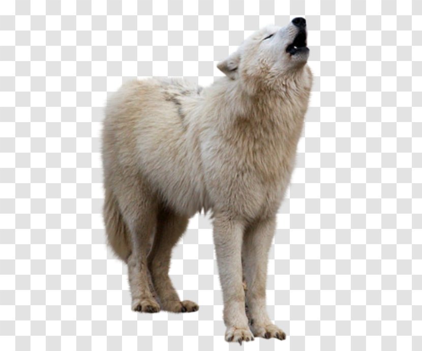 Arctic Wolf Clip Art - Greenland Dog - Fauna Transparent PNG