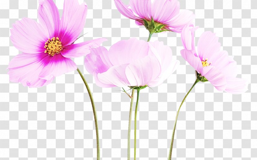 Flower Petal Pink Plant Cosmos - Wildflower Cut Flowers Transparent PNG