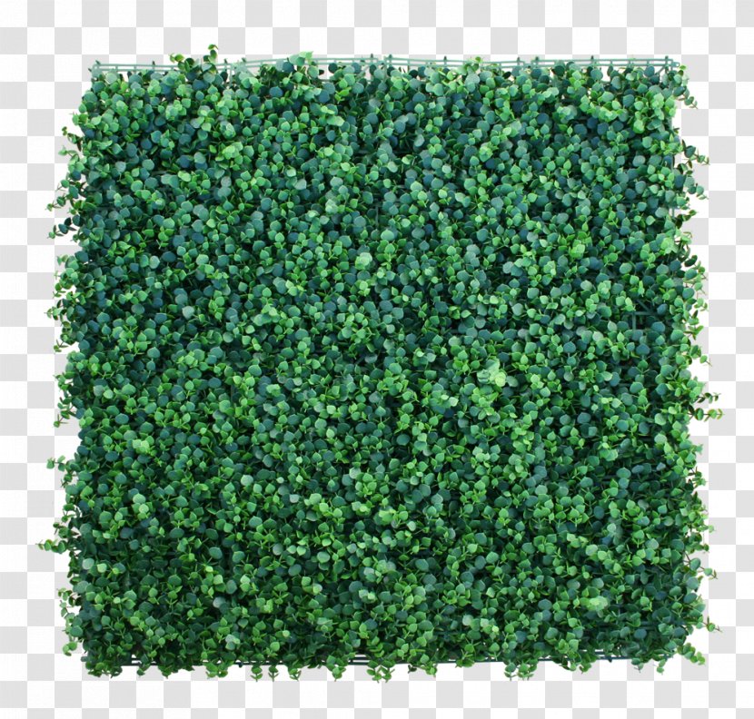 Hedge Garden Green Wall Lawn Artificial Turf - Box - Cortaderia Selloana Transparent PNG