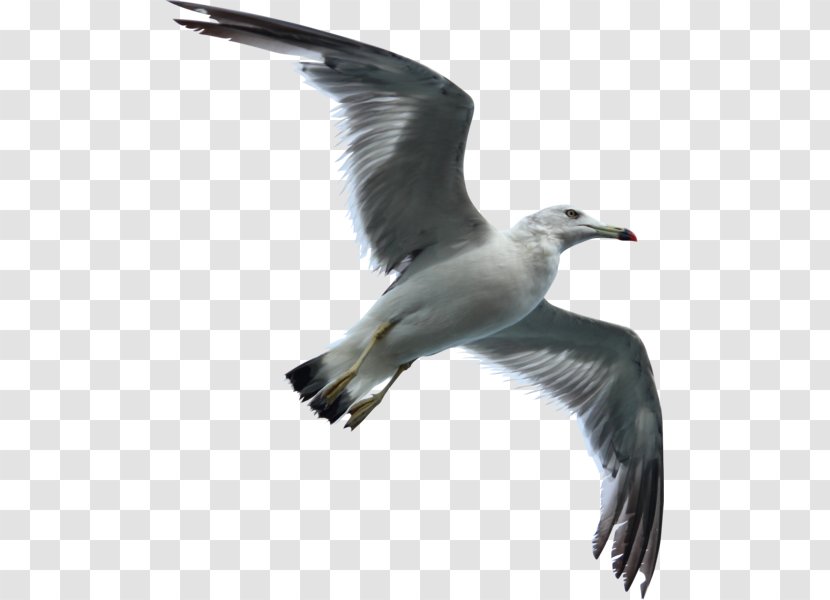 Gulls Bird Flight European Herring Gull Water - California Seagull Post Transparent PNG