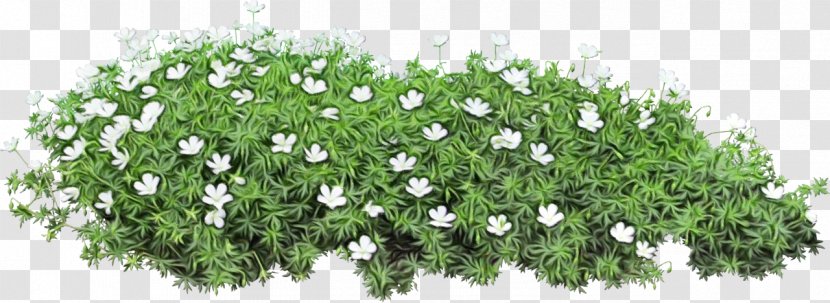 Flower Plant Grass Groundcover Flowering - Bellflower - Shrub Transparent PNG
