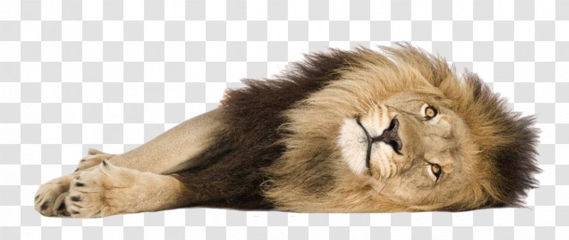 Lionhead Rabbit Cougar Felidae - The Beast Lion Lay Transparent PNG