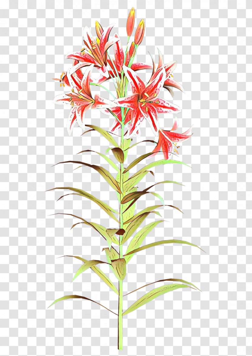 Plant Stem Leaf Branching Plants Lily M - Flower - Cut Flowers Transparent PNG