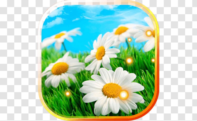 Stock Photography Landscape Flower - Wildflower Transparent PNG