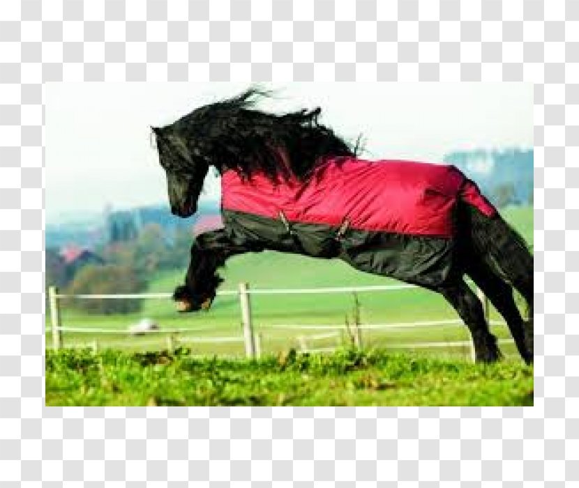 Stallion Halter Mustang Pony Carpet - Blanket Transparent PNG