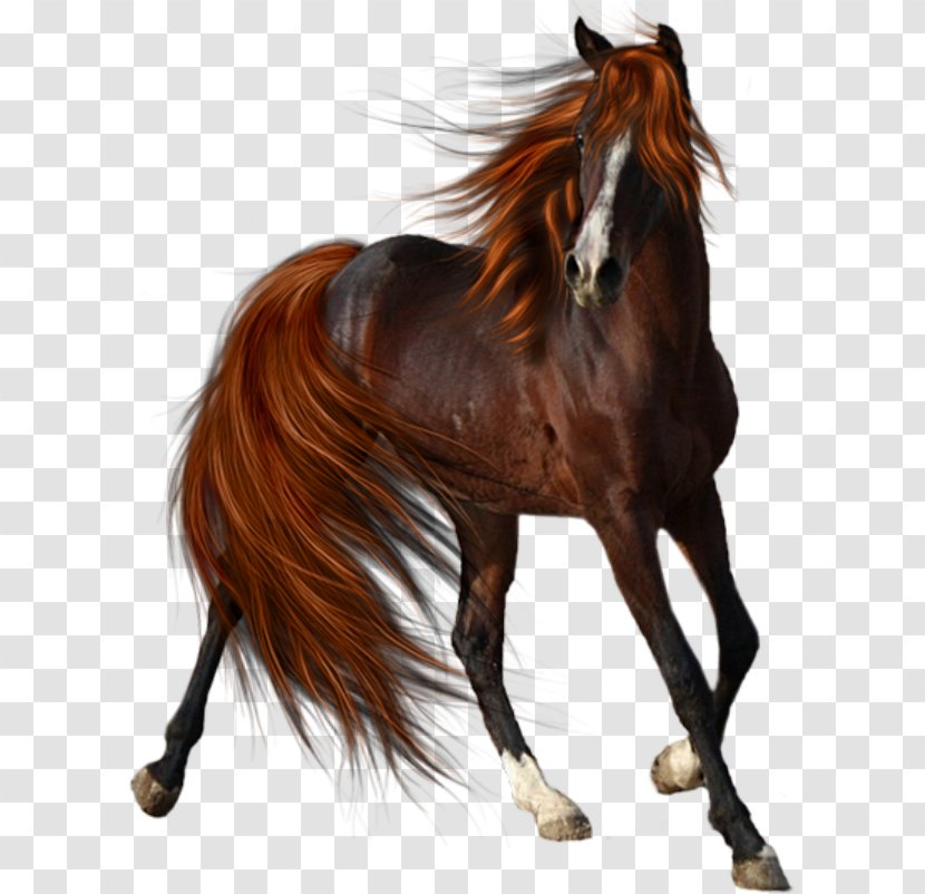 Horse Mane Stallion Pony Mule - Saddle Transparent PNG