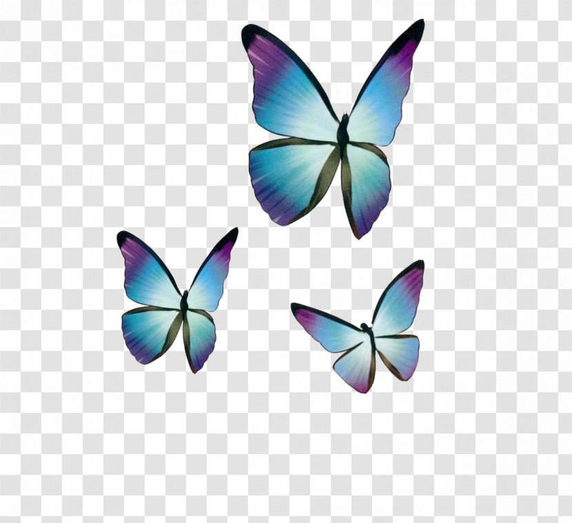 Butterfly Blue Drawing - Moths And Butterflies - Fantasy Transparent PNG