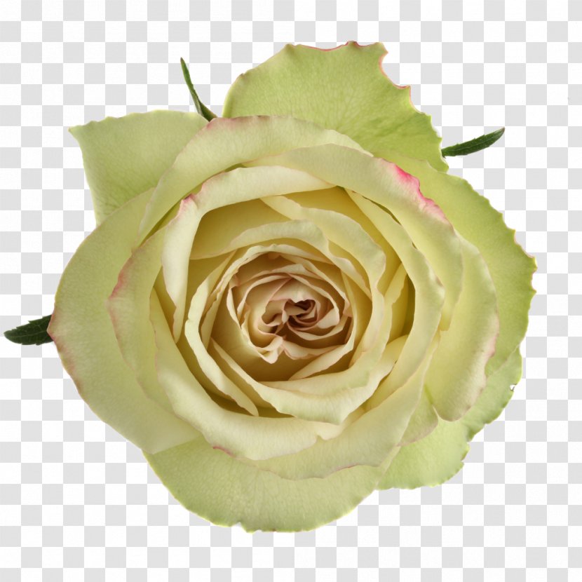 Garden Roses Cabbage Rose Floribunda Cut Flowers Petal - Flowering Plant Transparent PNG
