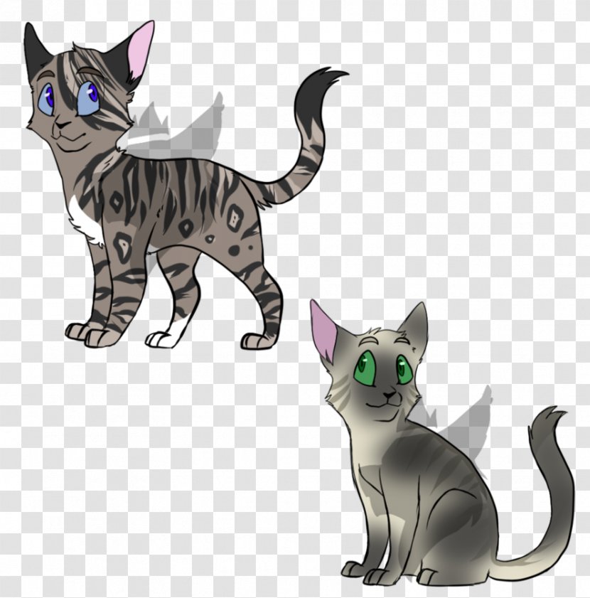 Korat Whiskers Kitten Domestic Short-haired Cat Tabby - Small To Medium Sized Cats Transparent PNG