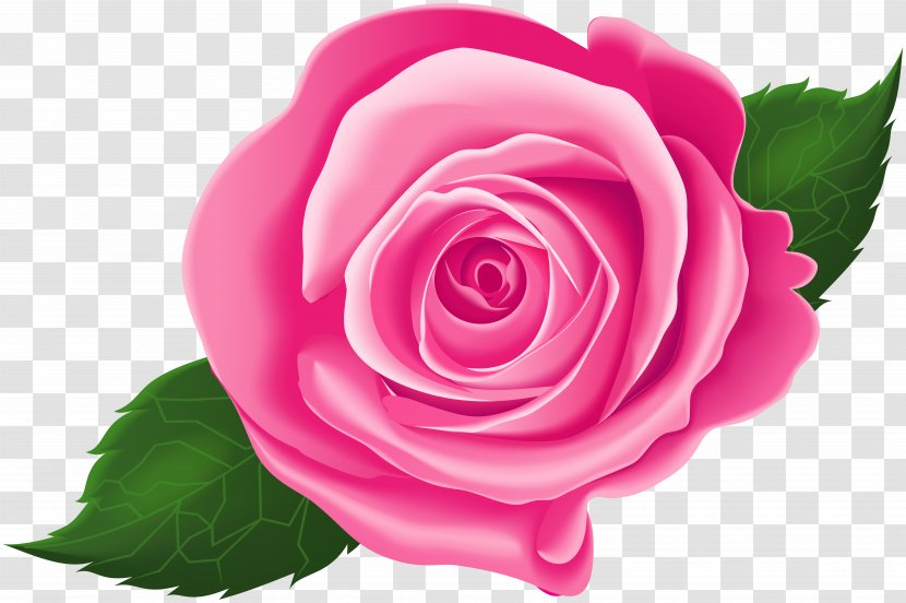 Garden Roses Cabbage Rose Floribunda Pink Clip Art - Family - Leave Transparent PNG