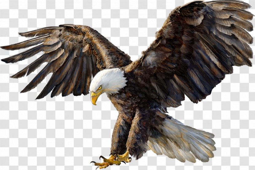 Bald Eagle Drawing White-tailed Golden - Hawk Transparent PNG