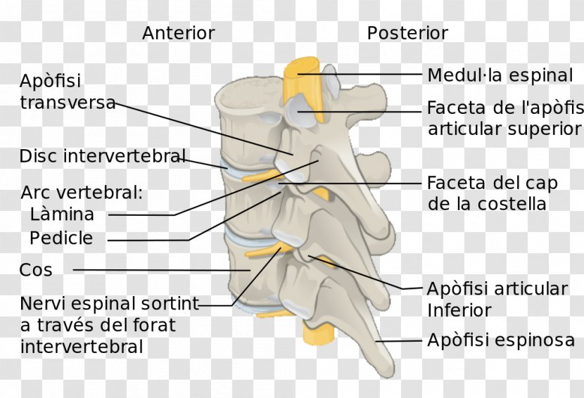 Vertebral Column Spinal Cord Anatomy Lumbar Vertebrae - Watercolor - Columna Transparent PNG