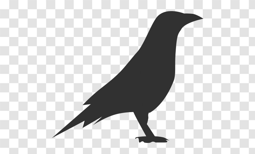 Chloe Sparrow - Crow Like Bird - Raven Transparent PNG