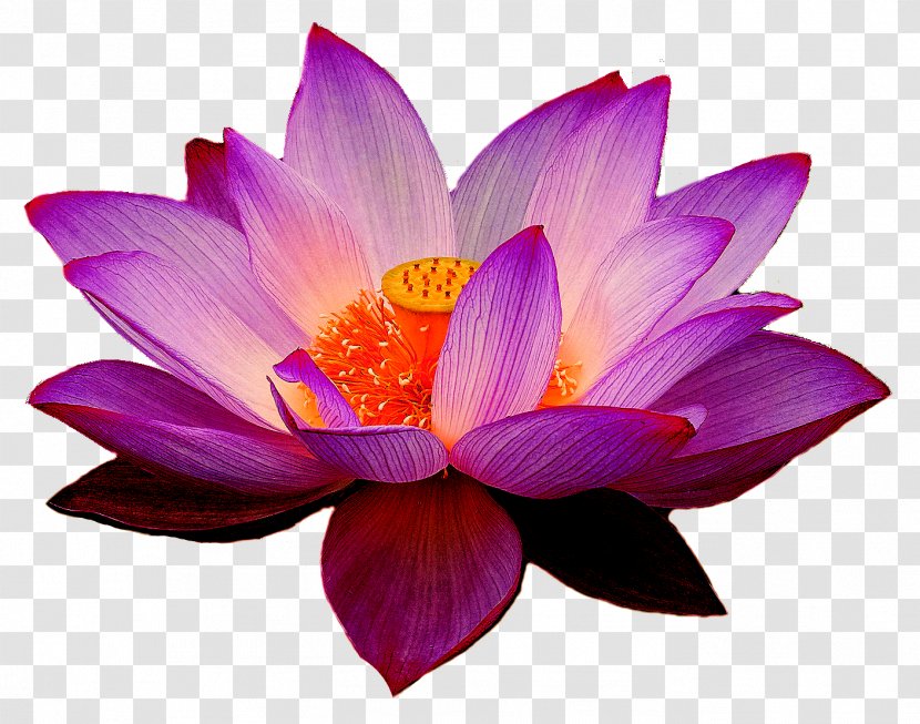 Nelumbo Nucifera Lotus Yoga Fit Flower Clip Art - Flowering Plant - Waterlily Transparent PNG