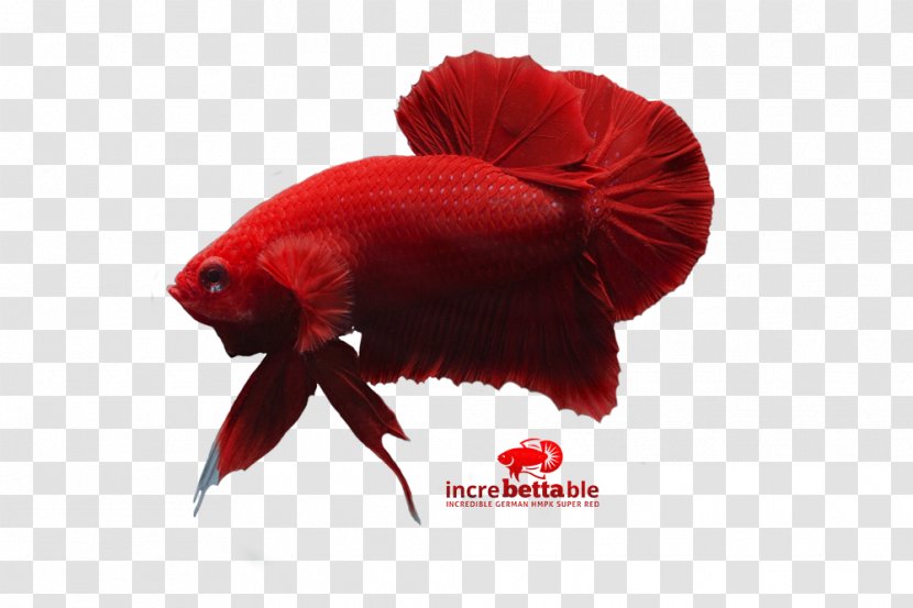 Siamese Fighting Fish Red Yellow - Betta Transparent PNG