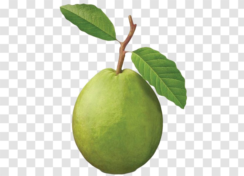 Common Guava Fruit Tree Tropical - Citrus - Health Transparent PNG