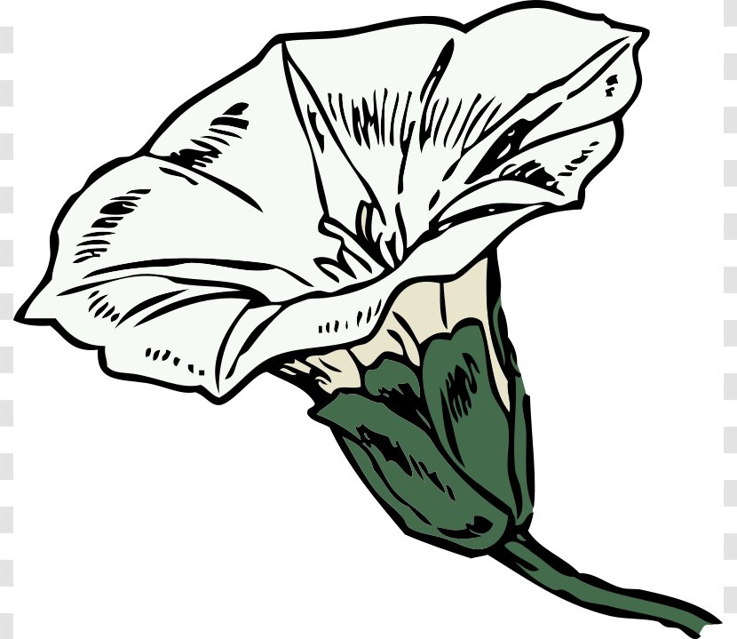 Lonicera Ciliosa Coloring Book Flower Plant Clip Art - Line - Picu Cliparts Transparent PNG
