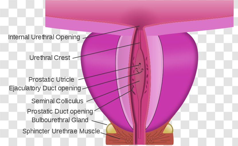 Gray's Anatomy Membranous Urethra Prostate Prostatic - Purple Transparent PNG