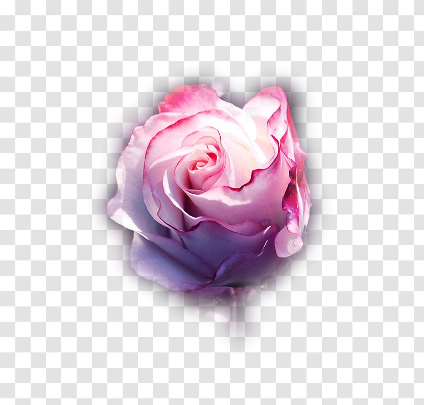 Rose Image Internet Forum LiveInternet Blog - Flower - Creations Transparent PNG