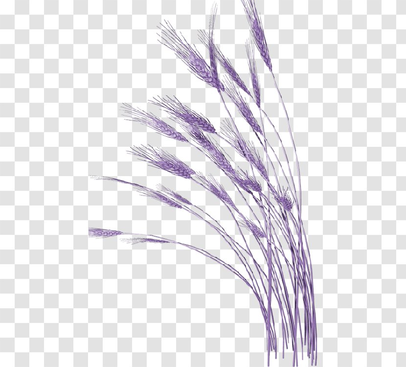 Clip Art - Grass Family - Purple Wheat To Pull Material Free Transparent PNG