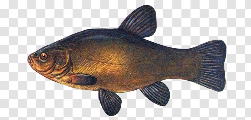 Actinopterygii Tench Lenok Fish Common Carp - Crucian Carps Transparent PNG