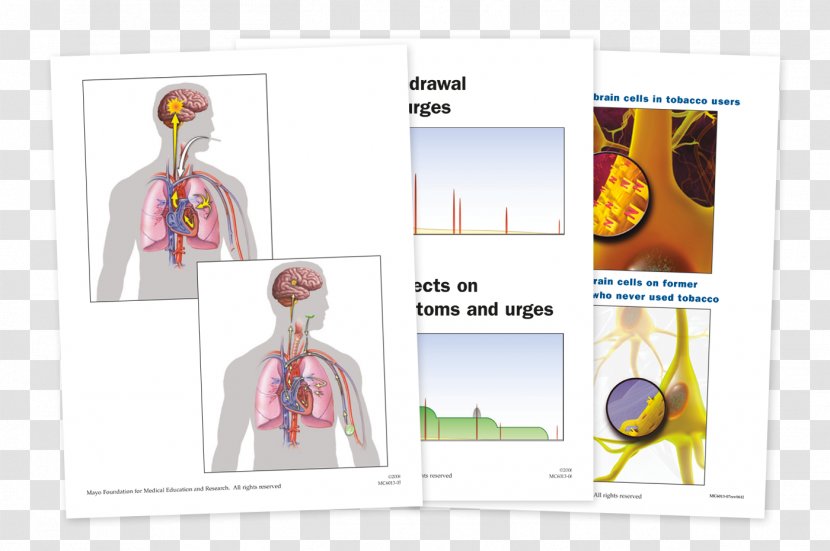 Nicotine Dependence Anatomy Substance Tobacco - LAMINATION Transparent PNG