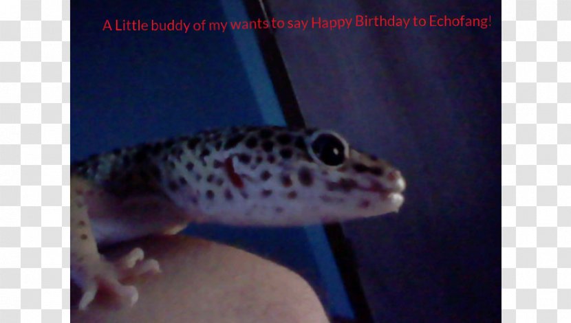 Gecko Fauna Fish Transparent PNG