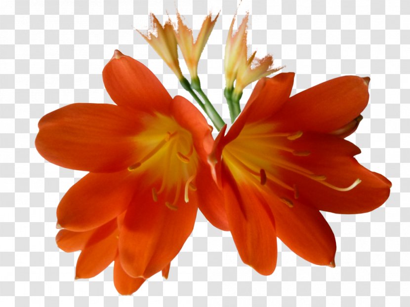 Flower Clivia Lilium - Plant - Orange Transparent PNG