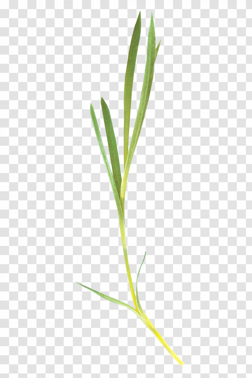 Leaf - Grass Family - Green Transparent PNG