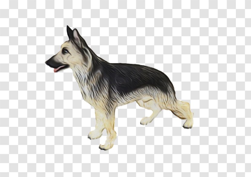 Dog German Shepherd Working Rare Breed (dog) Tervuren - Wet Ink Transparent PNG